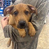 adopt a pet