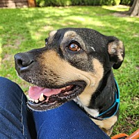 adopt a pet