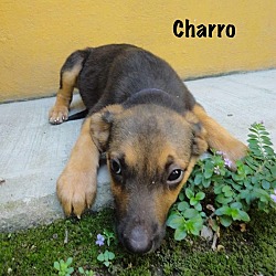 Thumbnail photo of Charro #2