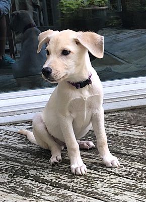 Canaan hotsell lab mix