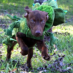 Thumbnail photo of Dougie ~ meet me! #4