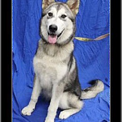 Rescue Angels Of Southern Maryland Inc In White Plains Maryland