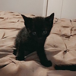 Thumbnail photo of No name yet but we call him Little Bear #1