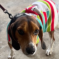 Photo of Beagle Boy 23