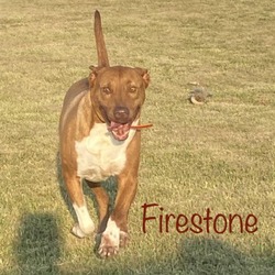 Thumbnail photo of Firestone #1