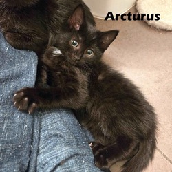 Thumbnail photo of Arcturus #2