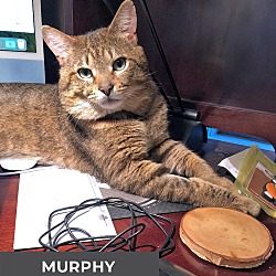 Thumbnail photo of Murphy #2