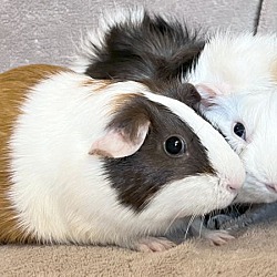 bonded pet photo