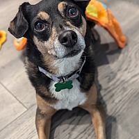 adopt a pet