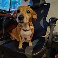 adopt a pet