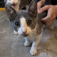 adopt a pet