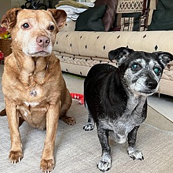 Photo of Sandy & Shadow BONDED PAIR