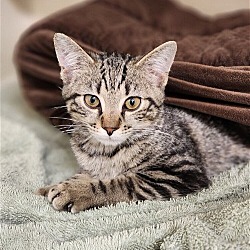 Photo of Linus - available 5/6