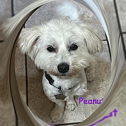 Thumbnail photo of Peanut - IL #1