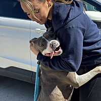 adopt a pet