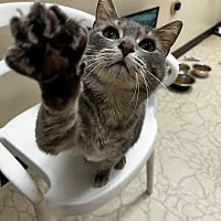 adopt a pet