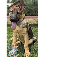 adopt a pet