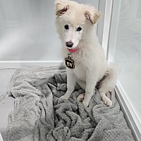 adopt-pet