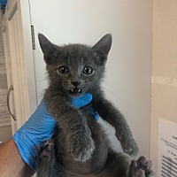 adopt a pet