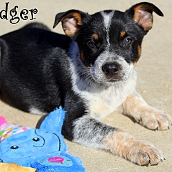 Thumbnail photo of Badger~adopted! #2