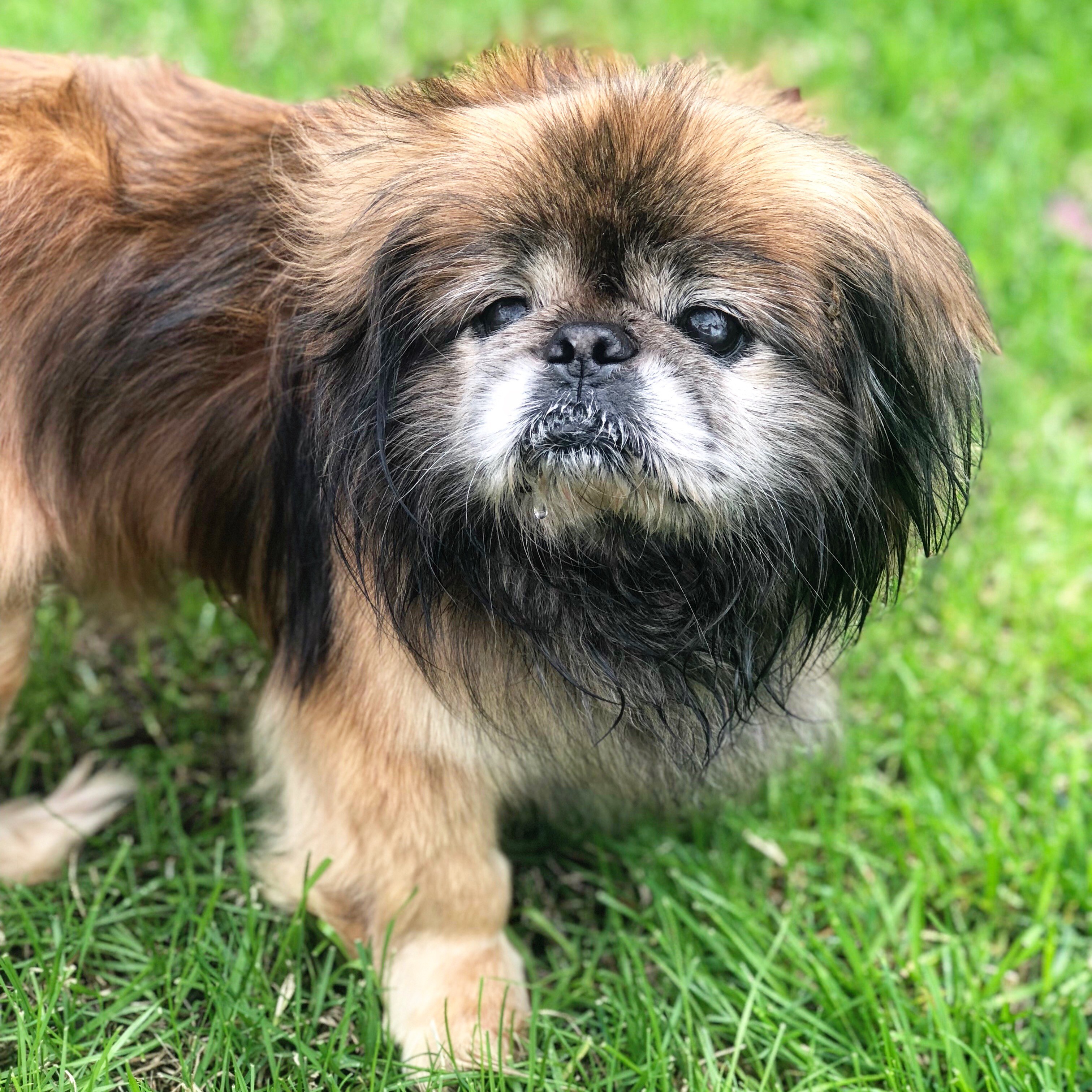 Los Angeles Ca Pekingese Meet Wasabi A Pet For Adoption