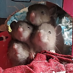 Photo of Fancy Rats!