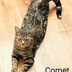 Thumbnail photo of Comet #1