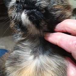 Thumbnail photo of LILY - Torti Girl - Lovely Young Cat! #4