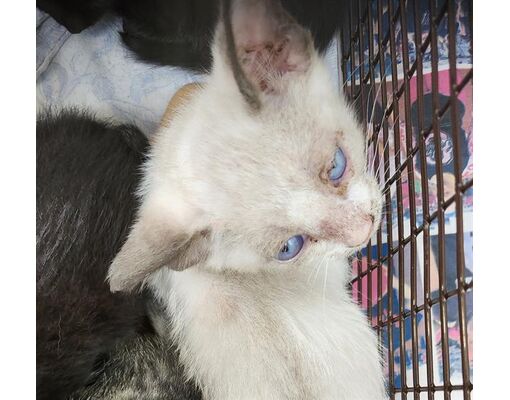 San Antonio, TX - Siamese. Meet SAMANTHA a Pet for Adoption - AdoptaPet.com