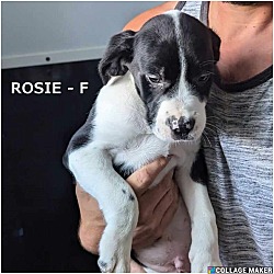 Photo of Rosie (the puppy)