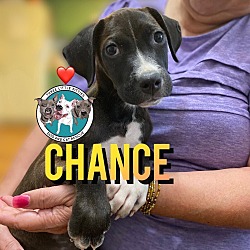 Thumbnail photo of Chance Dominguez Little Charm #1