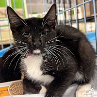 adopt a pet