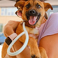 adopt a pet
