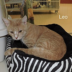 Thumbnail photo of Leo #3