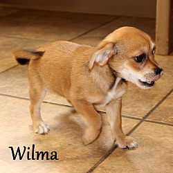 Thumbnail photo of Wilma ~ meet me! #2