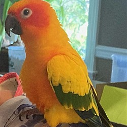 Photo of Aster