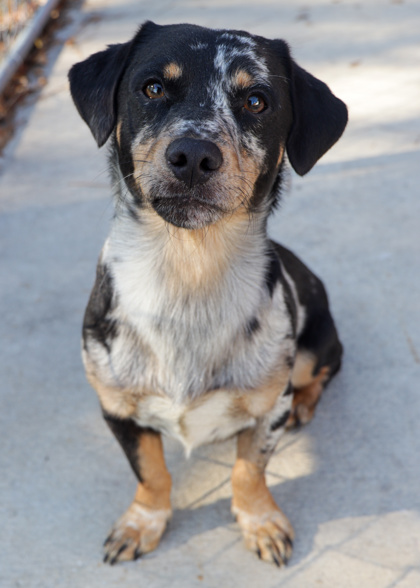 Dachshund Catahoula Mix A Unique Blend of Two Loyal Companions