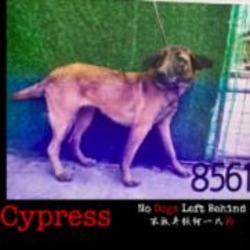 Thumbnail photo of Cypress 8561 #4