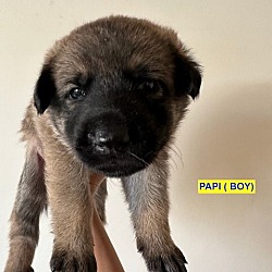 Photo of PAPI