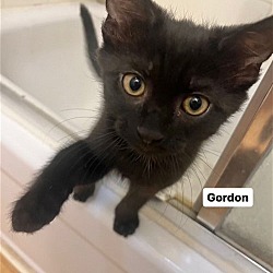 Thumbnail photo of GORDON #1