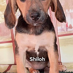 Thumbnail photo of Shiloh #1