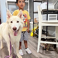 adopt a pet