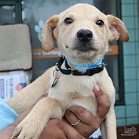 adopt a pet