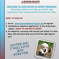 Photo of I WANT TO FOSTER TO ADOPT