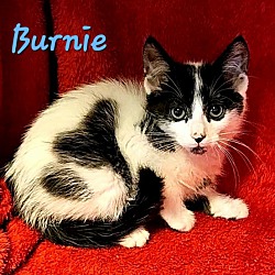 Photo of Burnie