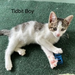 Photo of Tidbit Boy