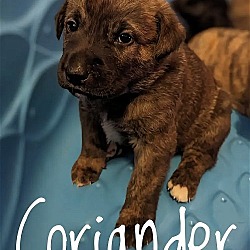 Photo of Puppy Coriander