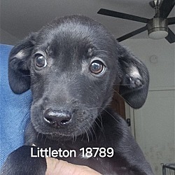 Photo of Littleton