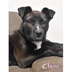 Thumbnail photo of Clove #2