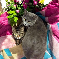 adopt a pet